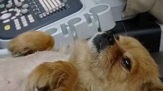 它怕查出来不是你的。