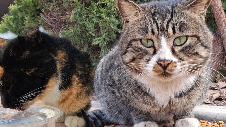 Feed stray cats at the school gate