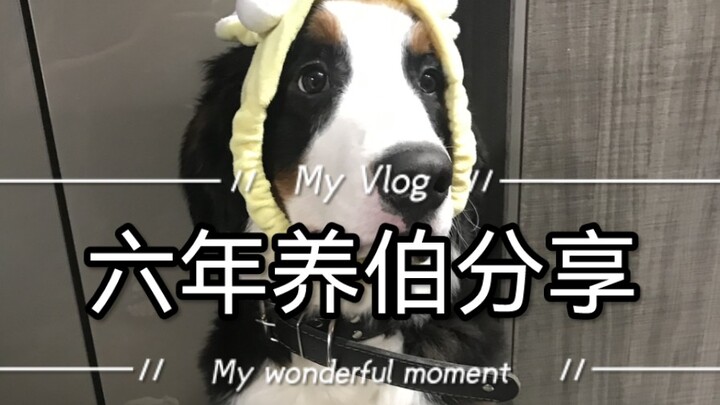 Những câu hỏi nhỏ về chó Bernese từ các bạn trả lời