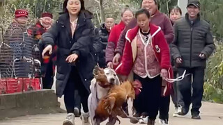 Ayam untuk ulang tahun nenek dimakan oleh Xiaobao, lalu tamu sebanyak ini mau makan apa?
