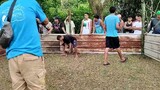 Grey stag vs cock. Naputulan kalaban ng tari (WIN)