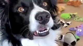 การฝึกหาของเล่นของสุนัขพันธุ์บอร์เดอร์คอลลี่...รีบพาลูกไปโรงเรียนเถอะ อย่าให้เสียเวลา!