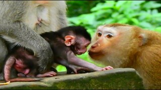 Say LOVE Baby!!, Grandma Monkey Teresa Wanna Say Love To You, Amazing Baby Monkey Jinx So Lucky​