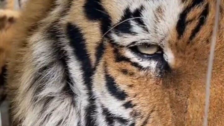 Harimau Siberia menjadikan saudaranya sebagai kursi. Harimau di bawah berkata: “Dia berat sekali…”
