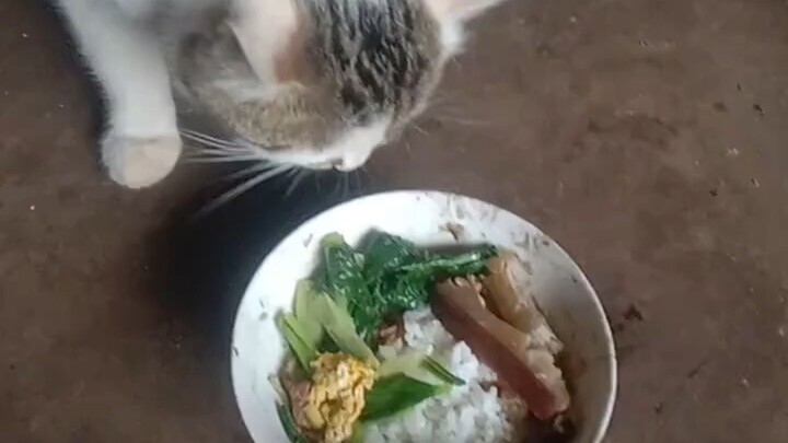 Rural Carbohydrate Cat