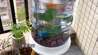 تحويل برميل المياه المعدنية إلى حوض سمك