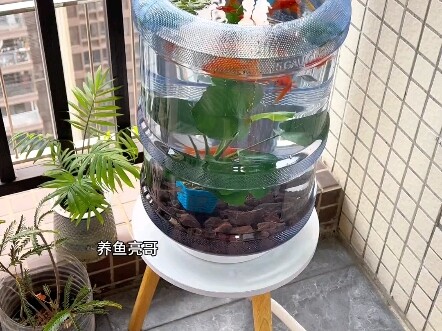 تحويل برميل المياه المعدنية إلى حوض سمك