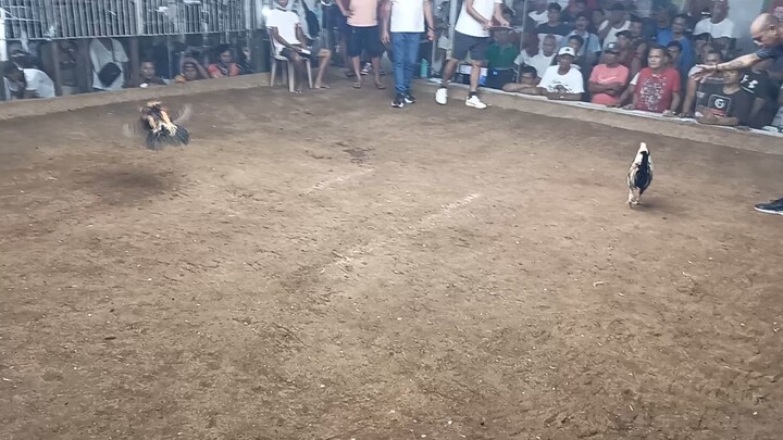 alex&giro backyard first fight talisay bansot 🤣