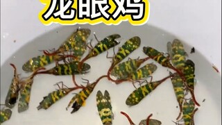 敢吃这东西的真是勇士啊！