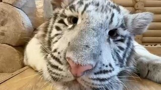 懒羊羊是吧？炫我嘴里！