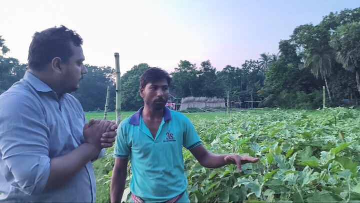 কৃষি ব্যাবস্থাপনায় বেগুন চাষে জৈববালাইনাশক ব্যাবহার।