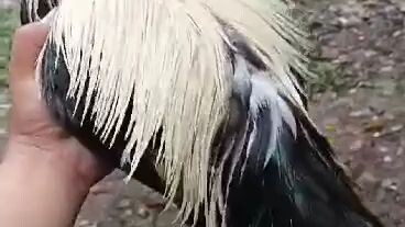 5x winner hiraw vs talisayin