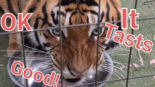 This Tiger Roar meant, it was one of the best Tiger dinners yet!