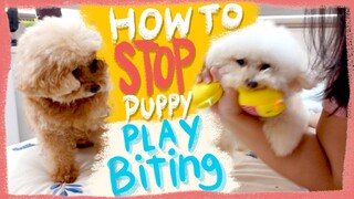 HOW TO STOP PUPPY PLAY BITING| The Poodle Mom