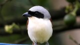 [Động vật] Tìm hiểu chú chim đồ tể | Chim bách thanh