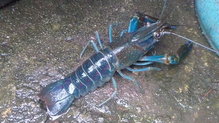 crayfish