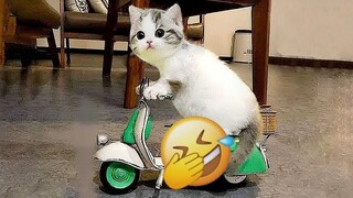🐈🐱 Funniest Cats and Dogs Videos 🐈😂 Funny Animal Moments # 1
