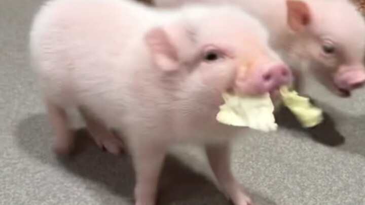 Chubby Little Pig Tries Cabbage for the First Time