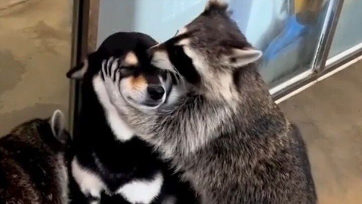 When the dog was teased by the raccoon