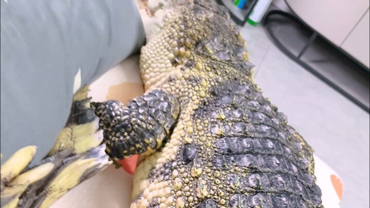 I was playing with E’E on the couch, and when he turned his head to look at me, he accidentally tumb