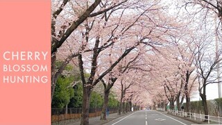 SAKURA VLOG | HUNTING CHERRY BLOSSOMS