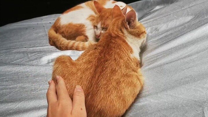 Kuncup bunga kucing liar tumbuh di pinggir jalan, ayo kita buka kuncupnya! Sekali tekan, langsung me