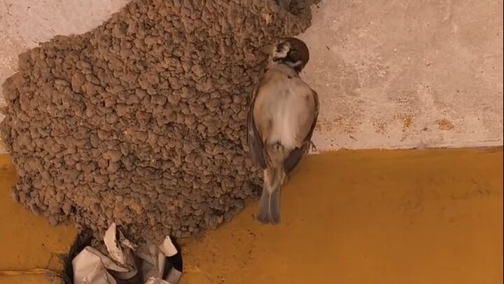 Tahukah Anda apa arti burung pipit digantung?
