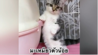 สัตว์เลี้ยง เพื่อนขนปุย : มะเหมียวตัวน้อย