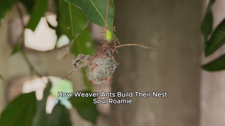 How Weaver Ants Build Their Nest