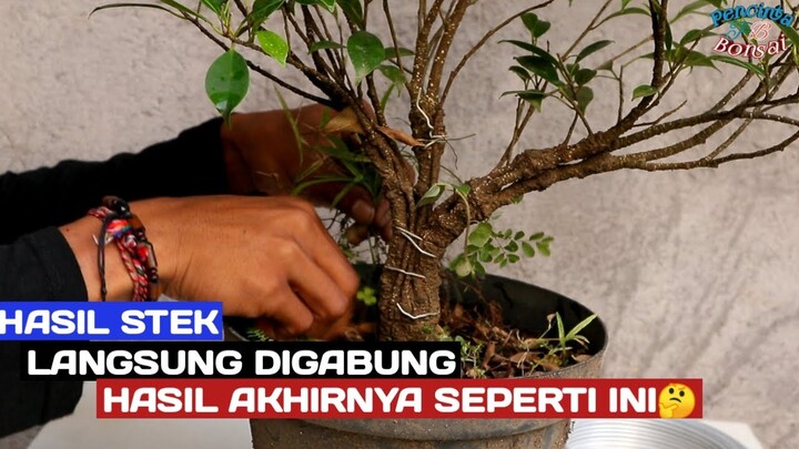 Dari bahan stek langsung gabung kita bisa buat bonsai seperti ini..!!!