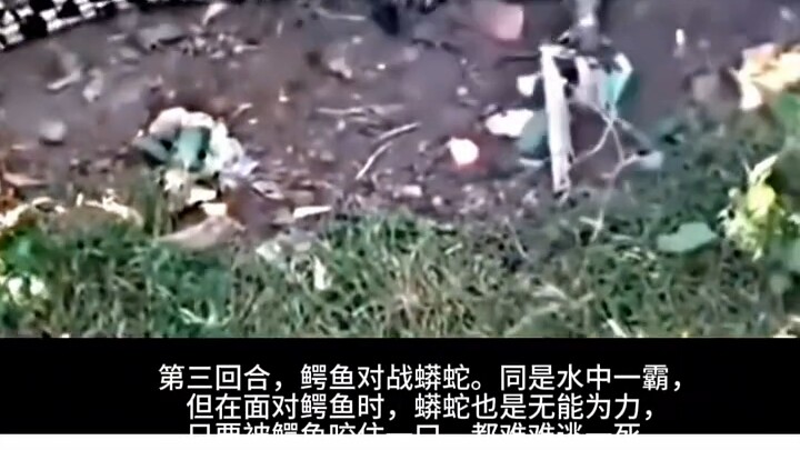 #Bình luậnnóng #Hàihước #Giảitrí