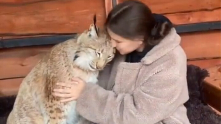 สาวน้อยพบลูกแมวลายจุดตัวเล็กในป่า ยิ่งเลี้ยงยิ่งโต พอจะส่งไปสวนสัตว์ก็ห้ามใครแตะต้อง!