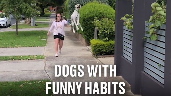 Dogs With Funny Habits