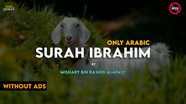 Surah Ibrahim Surah 14 | Only Arabic | By Mishary Rashid Alafasy | Hub Of Quran