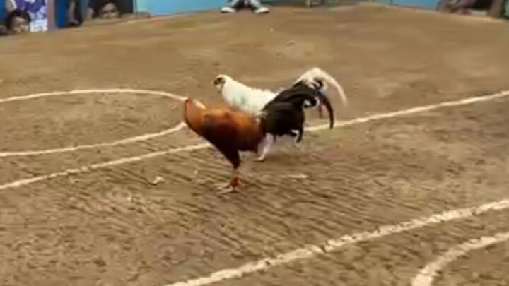 San Mateo Arena (2nd fght W) 🐓