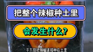千万别把辣椒直接种土里，不然它就会这样长