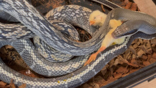 Animal|Black Brocade Snake Eats Chicken