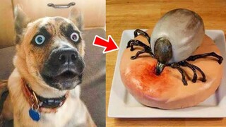 Funny Pets: Dogs Reacting to Things They're Afraid of | Pets Island