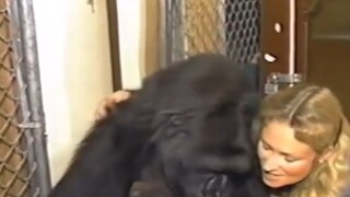The orangutan used sign language to tell the keeper that his cat had been knocked away and he was ve