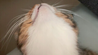 A soft, white, and super-cuddly little chin.