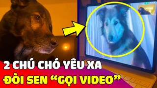 Hai chú chó 'YÊU XA' đòi con Sen Video Call bằng được vì 'LÂU NGÀY' không gặp nhau 😅 Gâu Đần