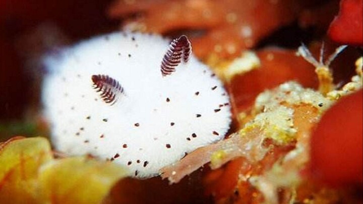 【شياو شيا】أرنب البحر هذا اللطيف جدًا، كيف يمكن أن يكون أبًا؟ مجموعة الحيوانات الصغيرة الرائعة الحلقة