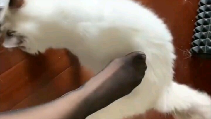 Cat: Successfully Reincarnated~