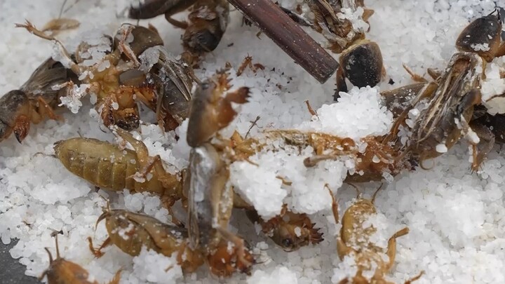 Bury a mongrel in salt—what will happen? Our ancestors used to do this. Have you ever tried it?
