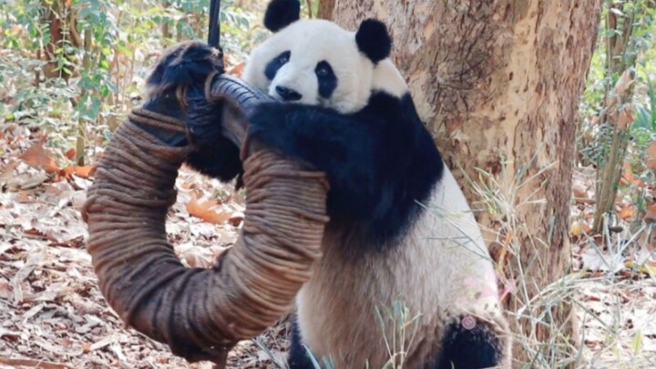 [Giant Panda Meilan] Ever since we moved to the new enclosure, it’s like she’s on cheat codes! My li