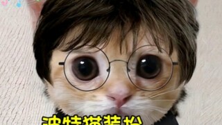 哈利波特猫装扮