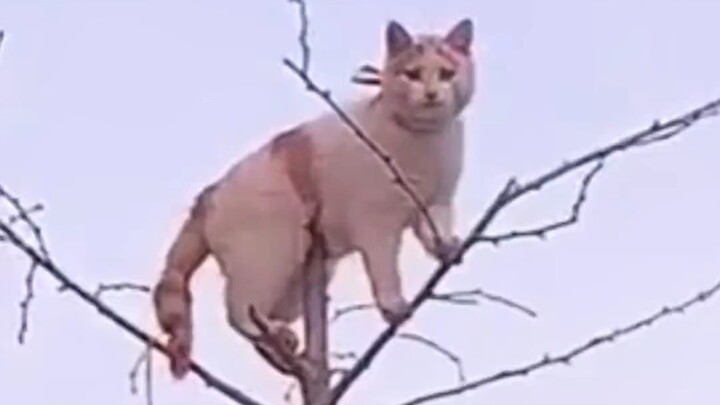 Pertama kali lihat yang begini