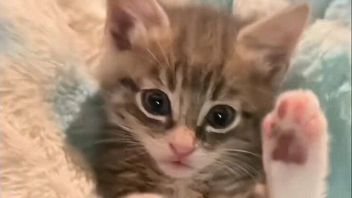 Bantalan empuk hewan peliharaan, jejak cakar kucing yang menggemaskan!