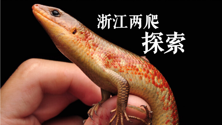 From daytime to night, you can actually spot so many fascinating little animals in the mountains!