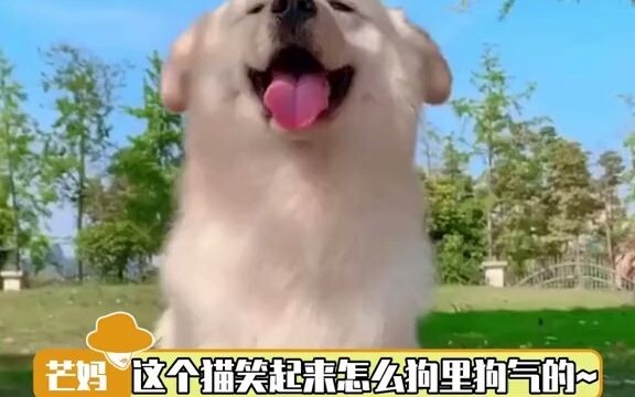 Con mèo này cười mà trông cứ như chó vậy.